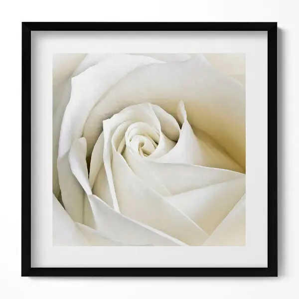 Tableau encadré Délicats pétales de rose blanche