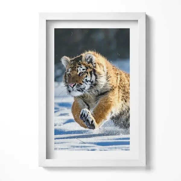 Tableau encadré Tigre duveteux dans la neige