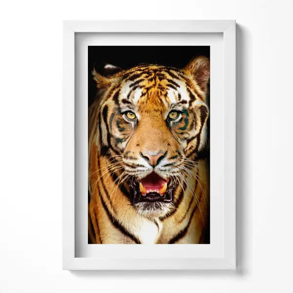 Tableau encadré Un magnifique tigre sauvage