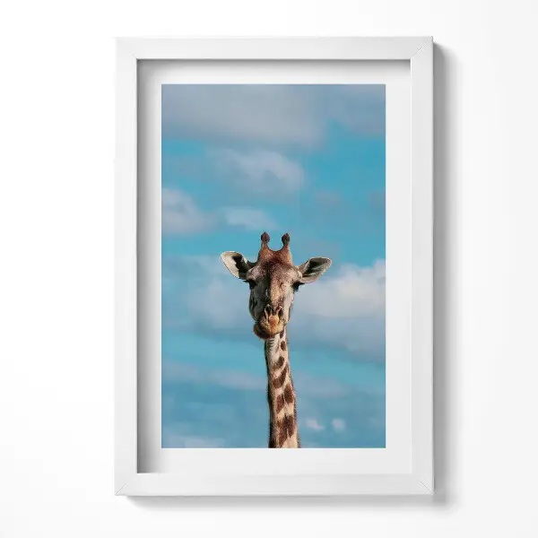 Tableau avec cadre La tête d'une girafe se détachant sur le ciel