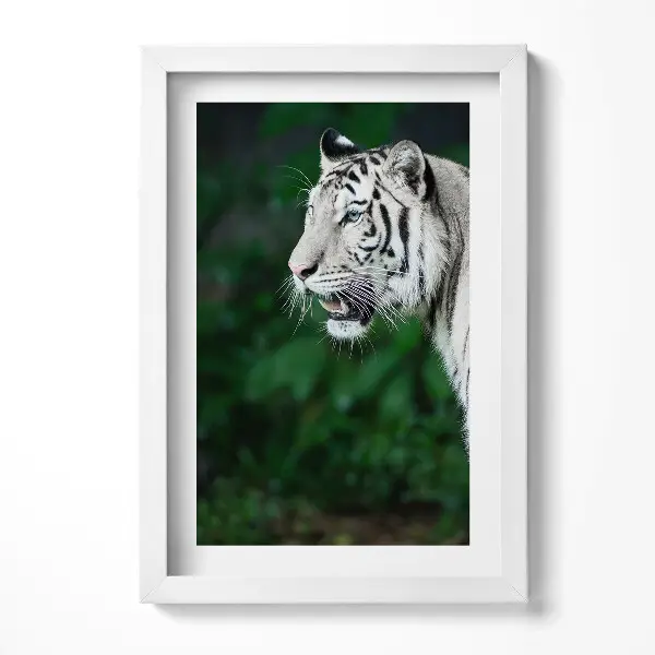 Tableau encadré Tigre blanc dans la jungle