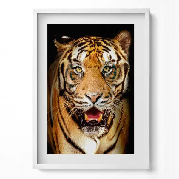 Tableau avec cadre Un magnifique tigre sauvage