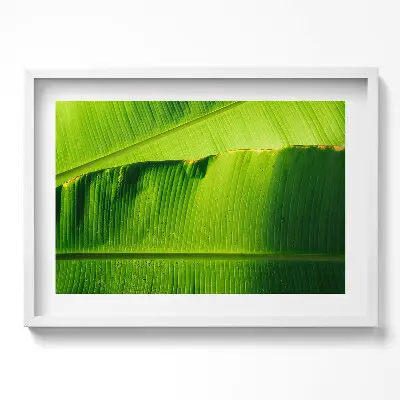 Tableau mural salon avec cadre Feuilles de bananier vertes au soleil